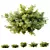 Abelia Radiance 3D Plant Models 3D model small image 1