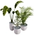 Corona Indoor Plants Set 2015 3D model small image 2