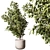 710 Tree in Pot, Indoor 3D model small image 1