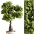 Bonsai 714 Indoor Plant 3D model small image 1