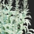 Artemisia Ludoviciana Flower Collection 3D model small image 4
