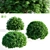 Woodwardii Thuja 3D Model Archive 3D model small image 1