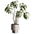 Contemporary Indoor Plant in Pot 3D model small image 1