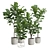 Giant Leaf Ficus Tree Pack 3D model small image 1