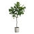 Giant Leaf Ficus Tree Pack 3D model small image 5