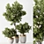 Botanical Beauty - Indoor Tree Display 3D model small image 1