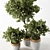 Botanical Beauty - Indoor Tree Display 3D model small image 2