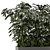 Indoor Ficus in Black Pot - 3D Model 3D model small image 2