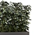 Indoor Ficus in Black Pot - 3D Model 3D model small image 3