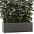 Indoor Ficus in Black Pot - 3D Model 3D model small image 4