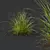 Luminous Grass Duo 3D Models 3D model small image 4