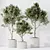 Variety of 6 Indoor Plant Models 3D model small image 3