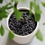 Detailed Indoor Plant 3D Model 3D model small image 4