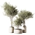 Set of Indoor Live Plants 3D model small image 1