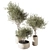 Set of Indoor Live Plants 3D model small image 2