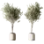 Set of Indoor Live Plants 3D model small image 3