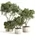 Russian-inspired Indoor Plant Set 3D model small image 6