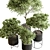 Russian Charm Tree Potted Greenery 3D model small image 2