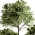 Russian Charm Tree Potted Greenery 3D model small image 4