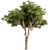Rustic RedGum Tree Set 3D model small image 1