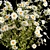 Summer Wildflower Bouquet Set 3D model small image 6