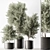 Olive Tree Indoor Plant 730 3D model small image 1