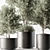 Olive Tree Indoor Plant 730 3D model small image 3