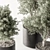 Olive Tree Indoor Plant 730 3D model small image 4