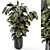 Ficus Indoor Plants - Dark Pot 3D model small image 1