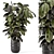 Ficus Indoor Plants - Dark Pot 3D model small image 2