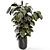 Ficus Indoor Plants - Dark Pot 3D model small image 3