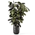 Ficus Indoor Plants - Dark Pot 3D model small image 4