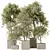 Assorted Indoor Olive Tree Set 3D model small image 1