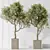 Assorted Indoor Olive Tree Set 3D model small image 3