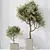 Assorted Indoor Olive Tree Set 3D model small image 5