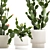 Desert Cactus Collection 1475 3D model small image 5