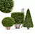 Dwarf Yaupon Holly 3D Models 3D model small image 1