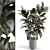 Russian Rubber Plant Showcase 3D model small image 1