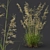 Grass and Oats 3D Models 3D model small image 4