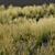 Grass and Oats 3D Models 3D model small image 6