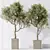 Luxury Indoor Olive Tree Set 3D model small image 3