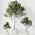 Luxury Indoor Olive Tree Set 3D model small image 4