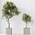 Luxury Indoor Olive Tree Set 3D model small image 5