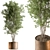Evergreen Tree in Planter 739 3D model small image 1