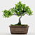 Bonsai Plant 3D Model Render 3D model small image 2