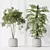 Multifoliage Indoor Plant Set 3D model small image 4