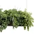 Greenery Charm - Corona Hanging Plant 3D model small image 5