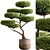 Topiary Ball Plant for Outdoors 3D model small image 1