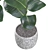 Rubber Ficus Potted 3D Model 3D model small image 2