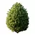 Mugo Bush02: Realistic 3D Pine 3D model small image 3